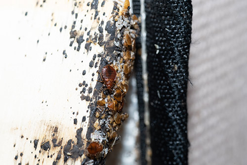 MD bed bug control